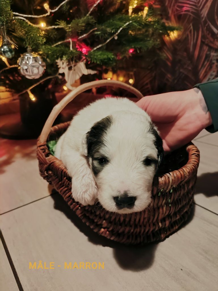 De L’Echo Des Vosges Pattes - Chiot disponible  - Chien de Montagne des Pyrenees