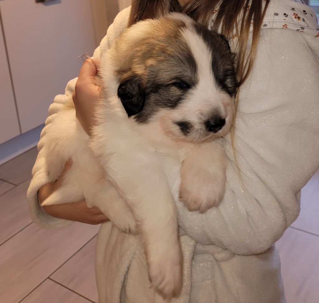 De L’Echo Des Vosges Pattes - Chiot disponible  - Chien de Montagne des Pyrenees