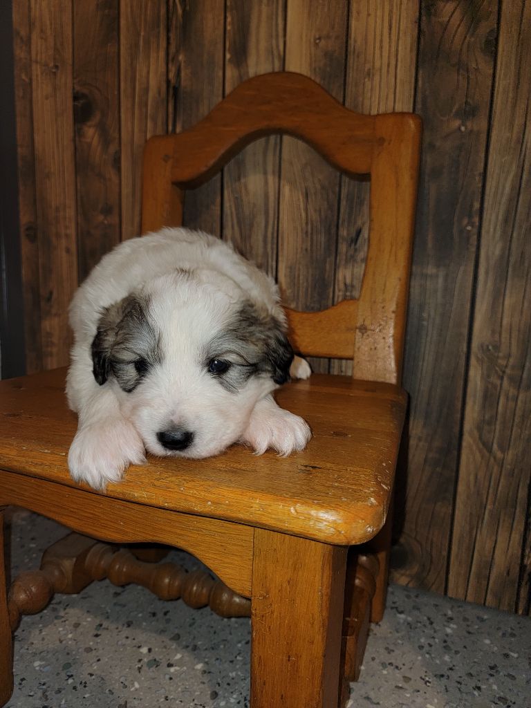 De L’Echo Des Vosges Pattes - Chiot disponible  - Chien de Montagne des Pyrenees