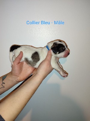 CHIOT Collier bleu