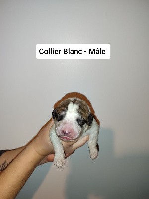 CHIOT Collier Blanc