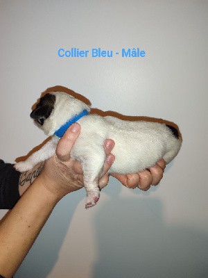 CHIOT Collier bleu