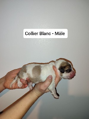 CHIOT Collier Blanc