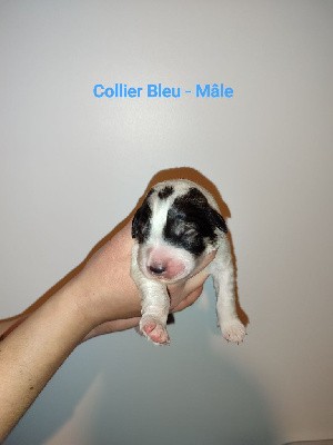 CHIOT Collier bleu