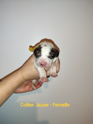 CHIOT Collier jaune