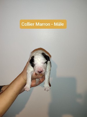 CHIOT Collier Marron 