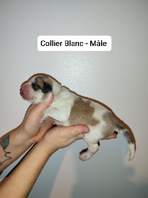 CHIOT Collier Blanc