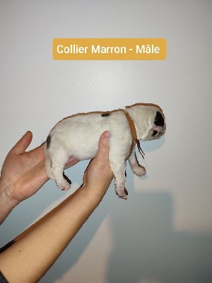 CHIOT Collier Marron 