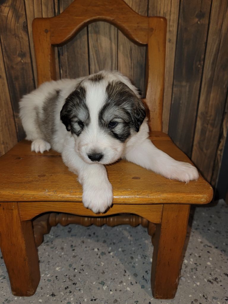 De L’Echo Des Vosges Pattes - Chiot disponible  - Chien de Montagne des Pyrenees