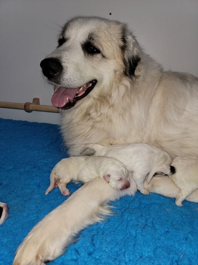 CHIOTS A RESERVER