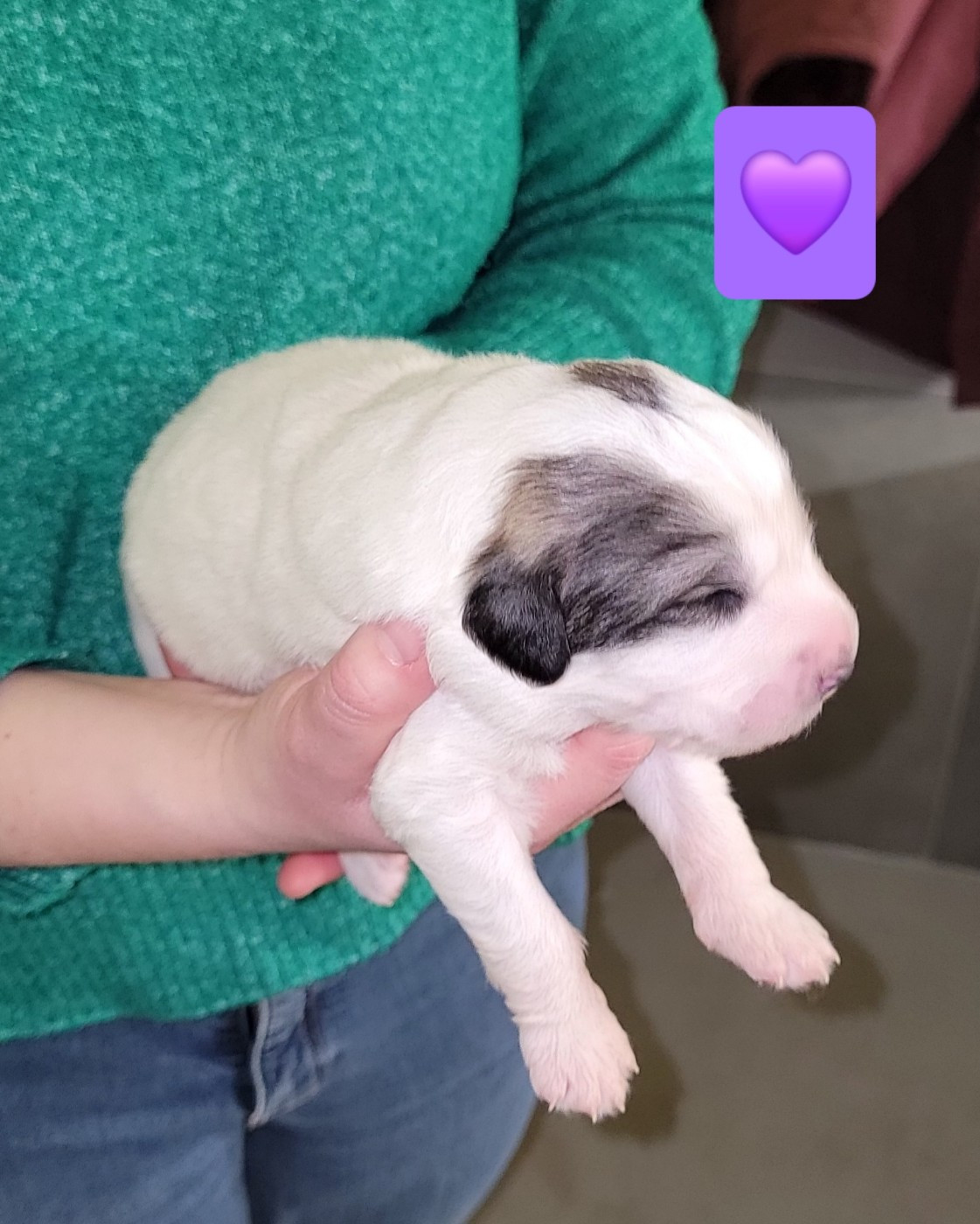 De L’Echo Des Vosges Pattes - Chiots disponibles - Chien de Montagne des Pyrenees