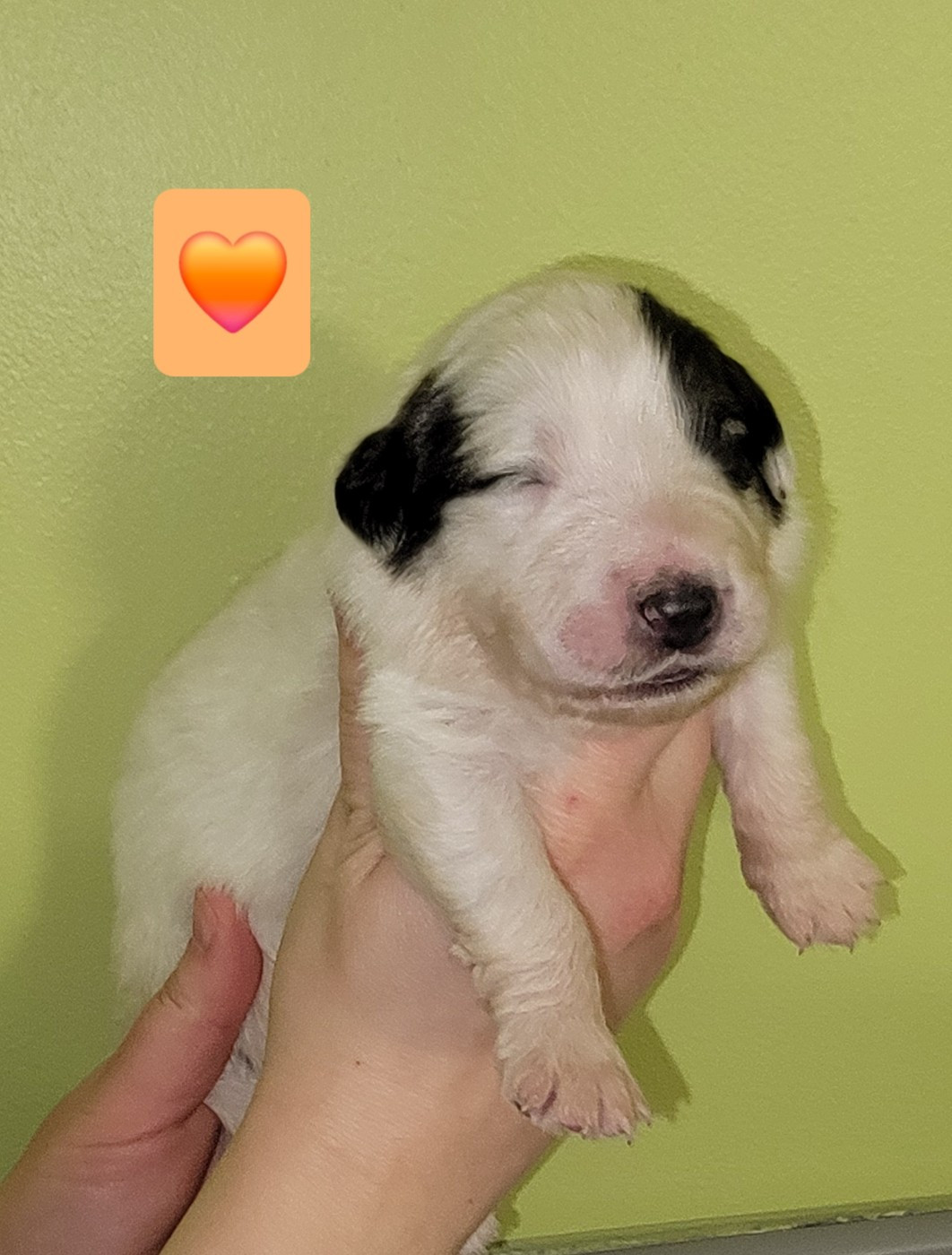 De L’Echo Des Vosges Pattes - Chiots disponibles - Chien de Montagne des Pyrenees