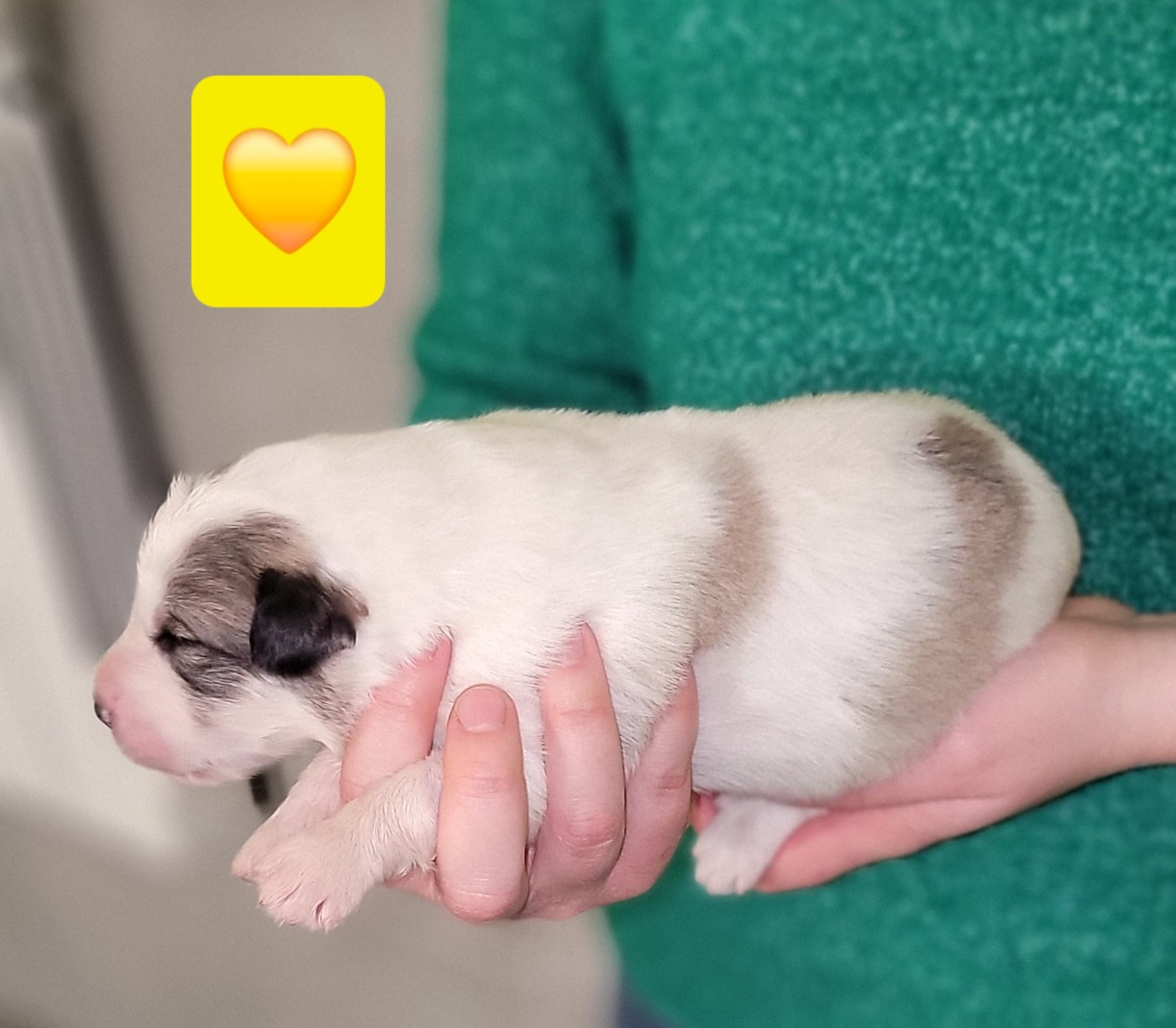 De L’Echo Des Vosges Pattes - Chiots disponibles - Chien de Montagne des Pyrenees