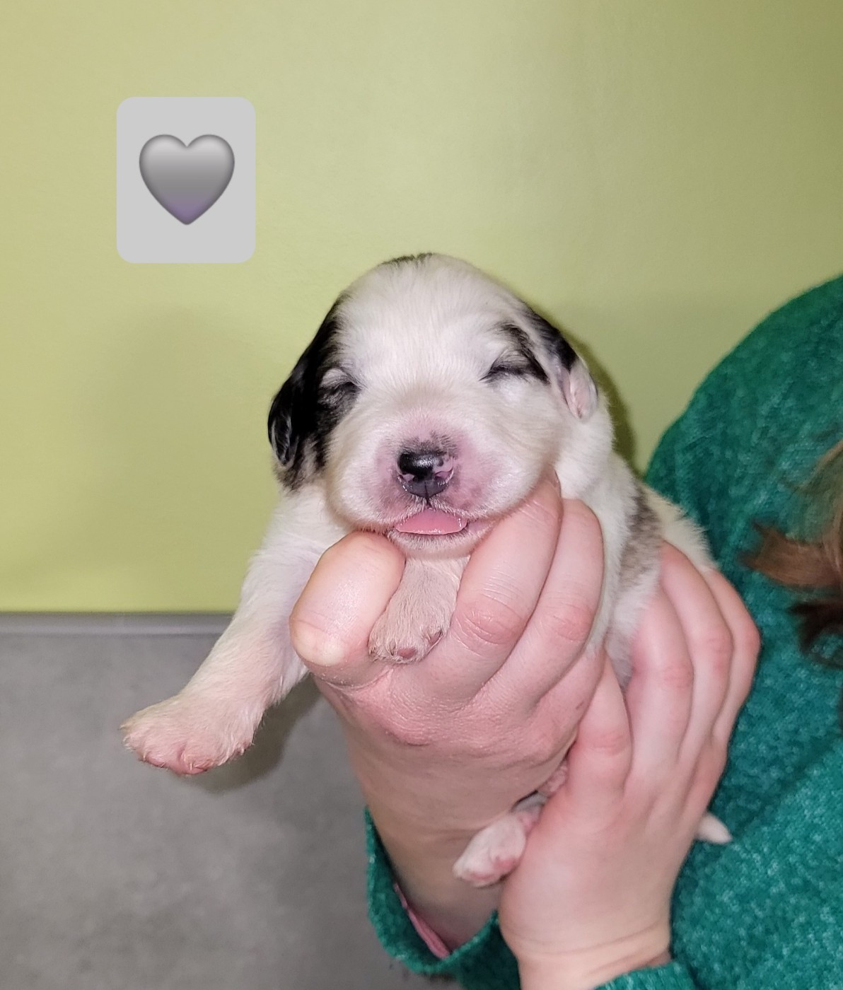 De L’Echo Des Vosges Pattes - Chiots disponibles - Chien de Montagne des Pyrenees