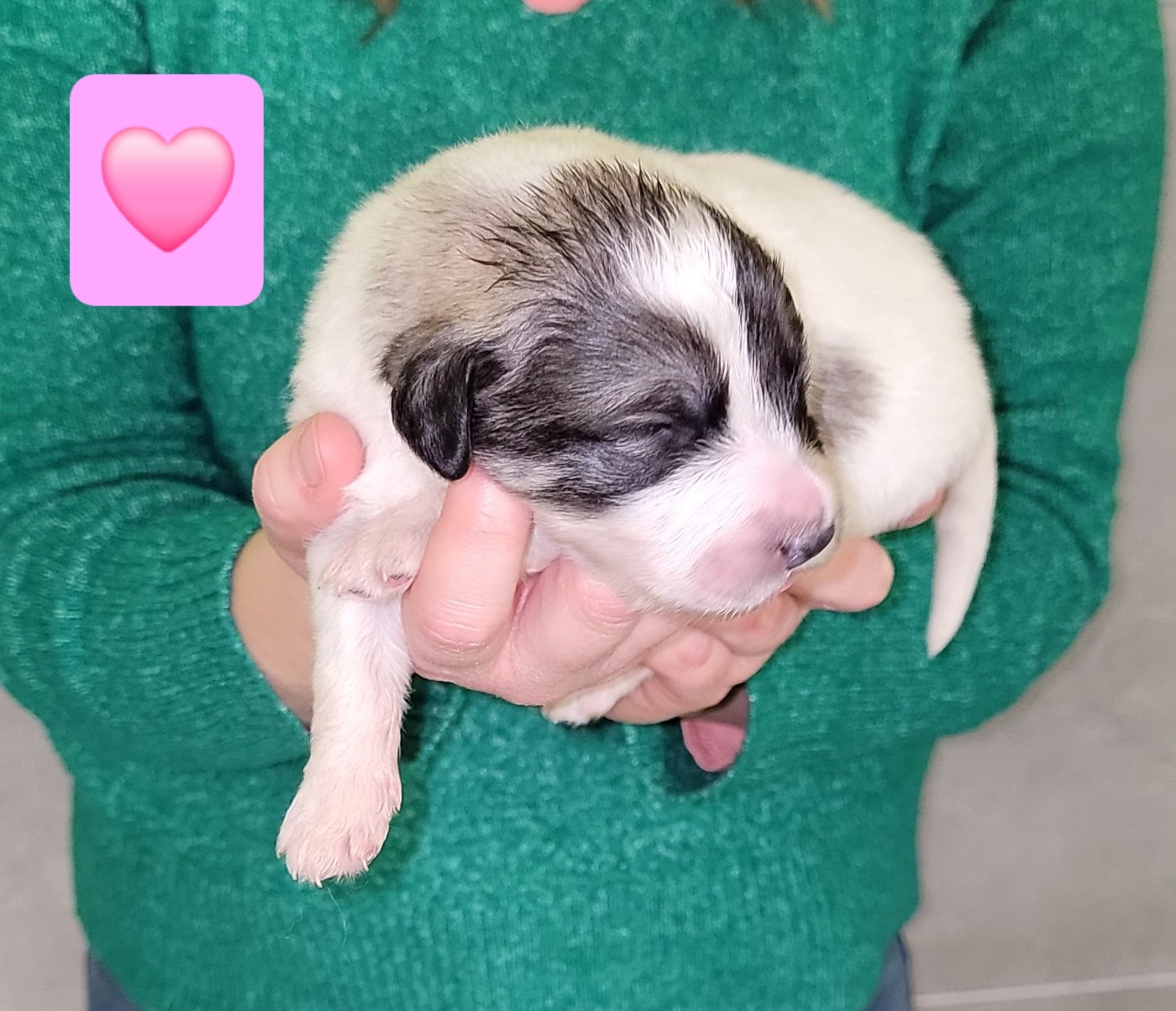 De L’Echo Des Vosges Pattes - Chiots disponibles - Chien de Montagne des Pyrenees