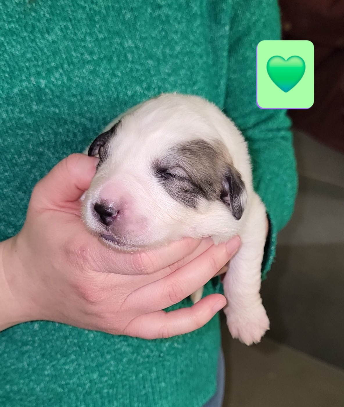 De L’Echo Des Vosges Pattes - Chiots disponibles - Chien de Montagne des Pyrenees