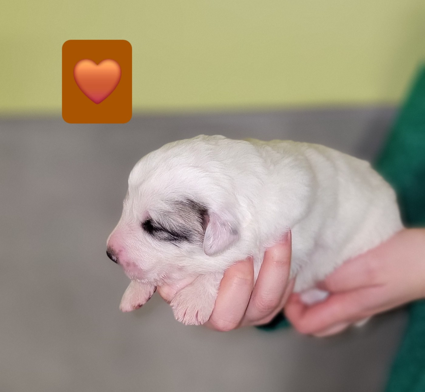 De L’Echo Des Vosges Pattes - Chiots disponibles - Chien de Montagne des Pyrenees