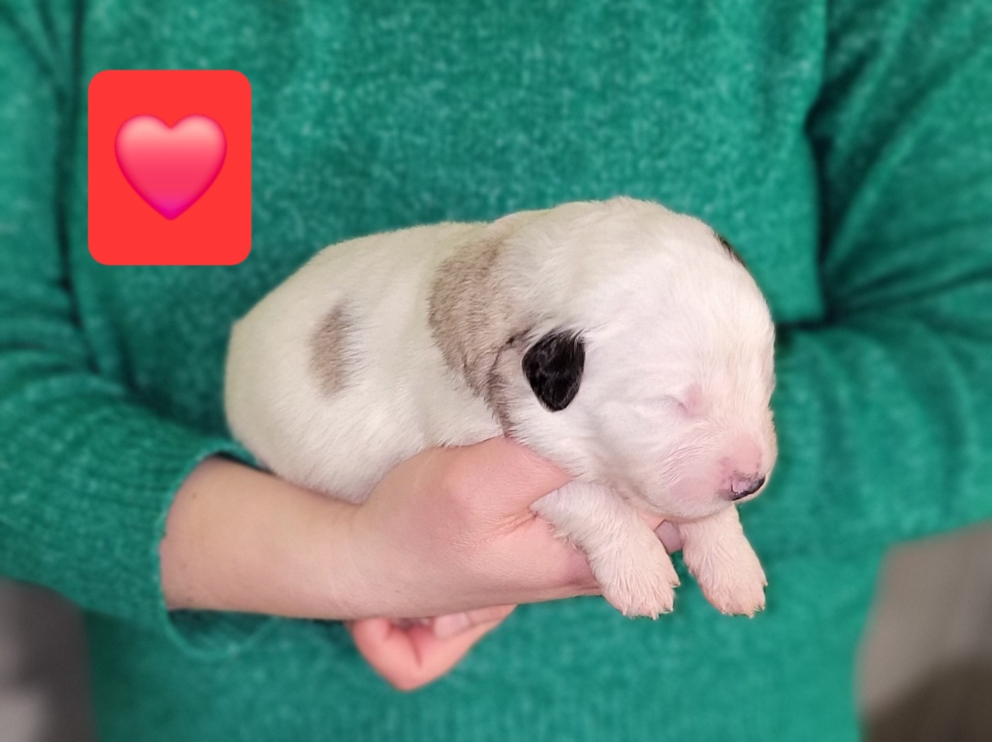 De L’Echo Des Vosges Pattes - Chiots disponibles - Chien de Montagne des Pyrenees