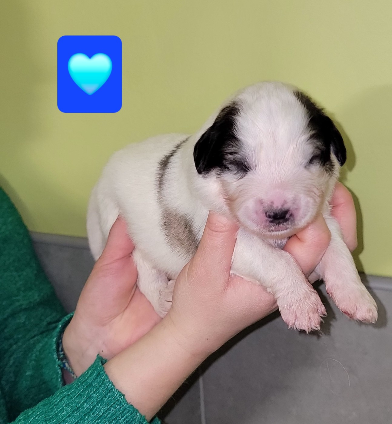 De L’Echo Des Vosges Pattes - Chiots disponibles - Chien de Montagne des Pyrenees