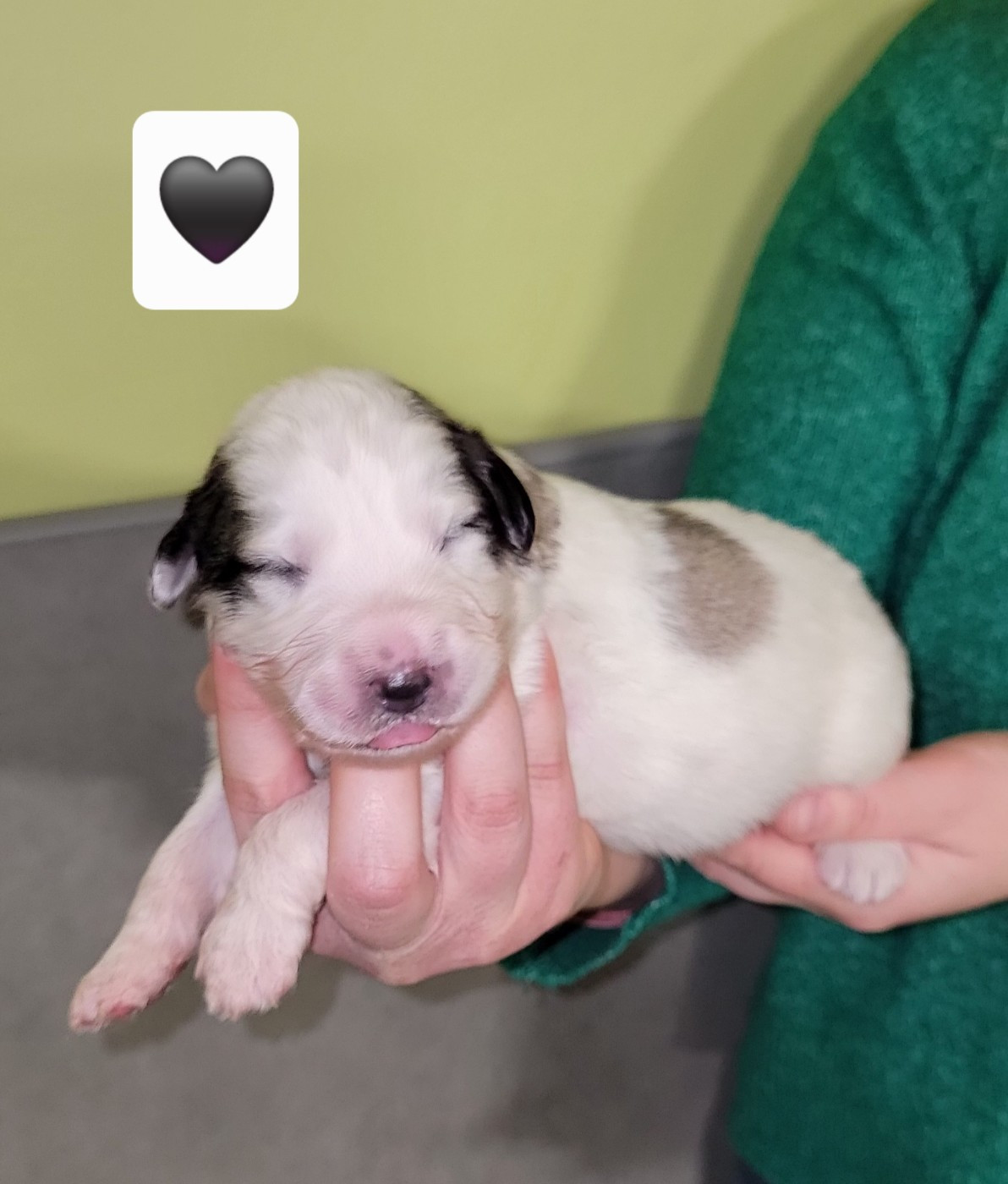 De L’Echo Des Vosges Pattes - Chiots disponibles - Chien de Montagne des Pyrenees