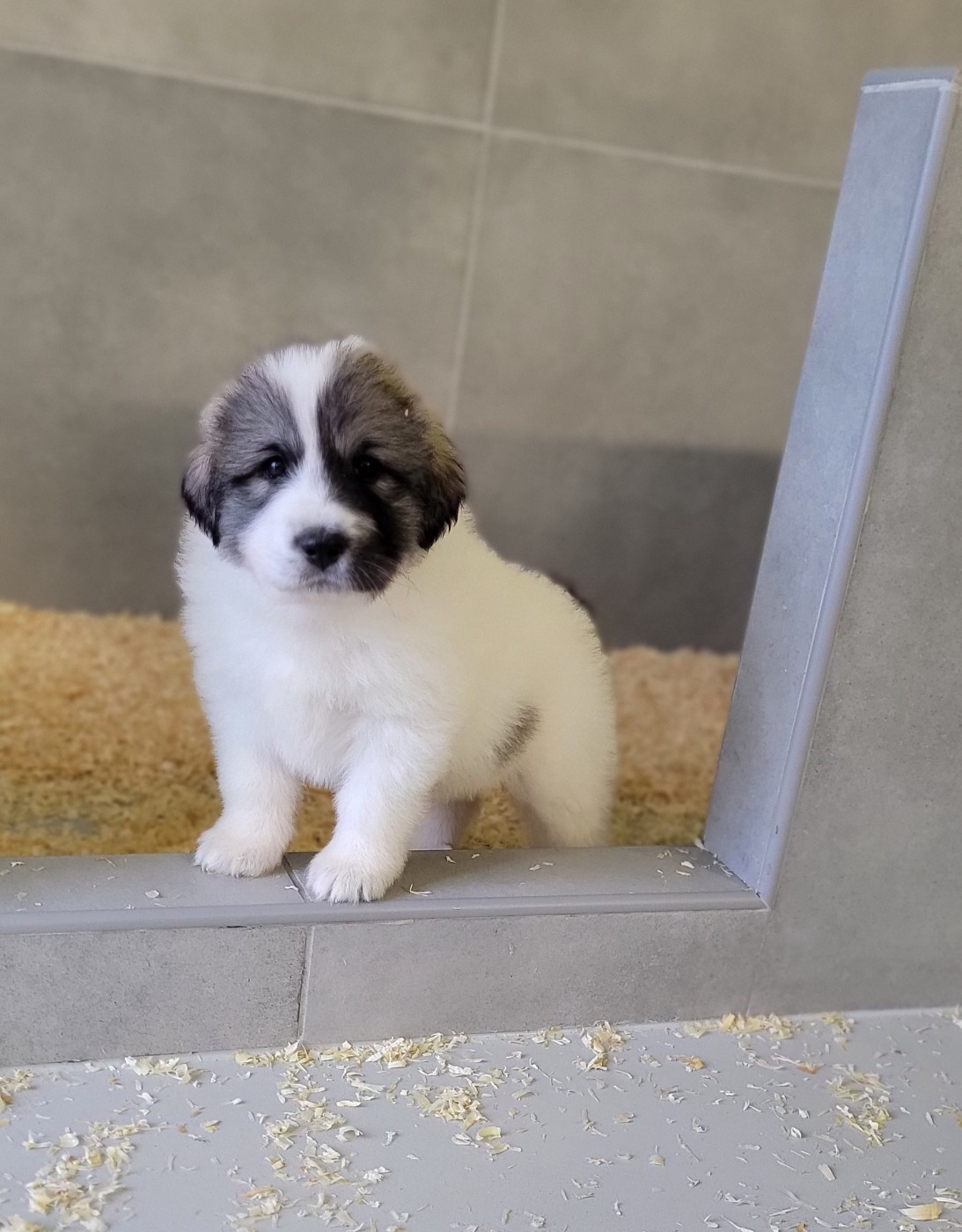 De L’Echo Des Vosges Pattes - Chiots disponibles - Chien de Montagne des Pyrenees