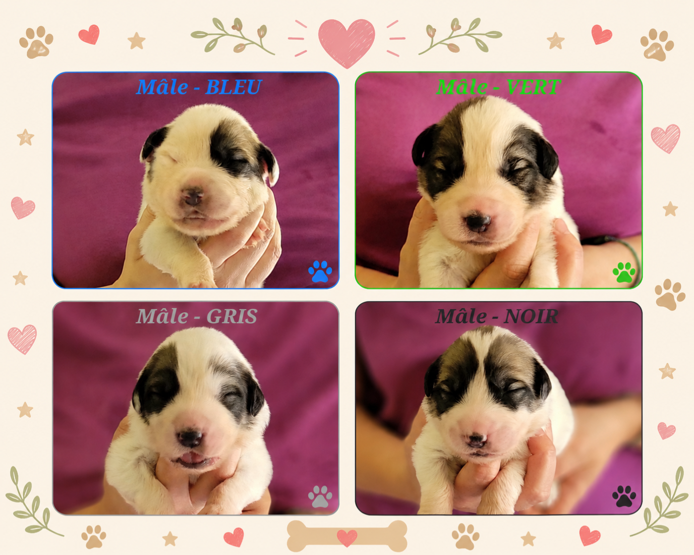 De L’Echo Des Vosges Pattes - Chiots disponibles - Chien de Montagne des Pyrenees