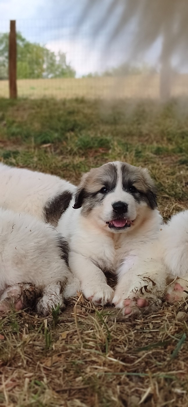 De L’Echo Des Vosges Pattes - Chiots disponibles - Chien de Montagne des Pyrenees