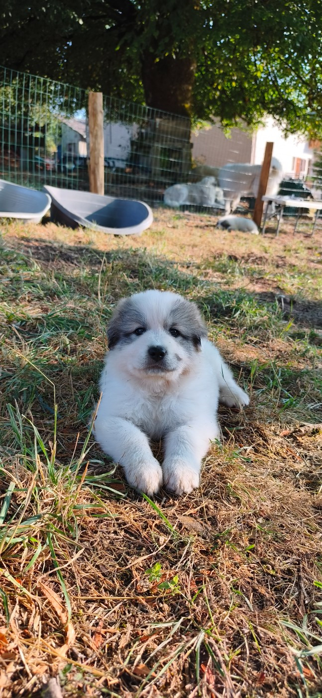De L’Echo Des Vosges Pattes - Chiots disponibles - Chien de Montagne des Pyrenees