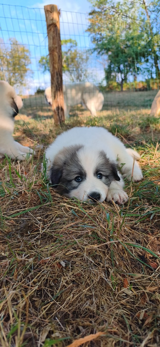 De L’Echo Des Vosges Pattes - Chiots disponibles - Chien de Montagne des Pyrenees