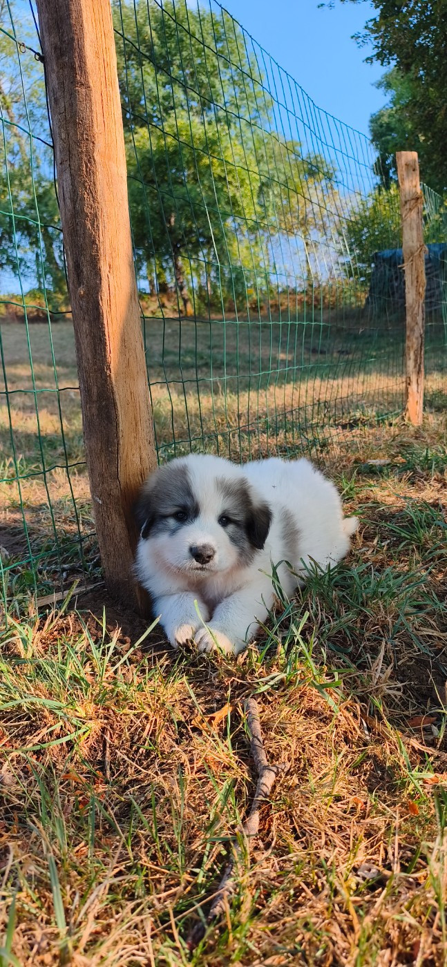 De L’Echo Des Vosges Pattes - Chiots disponibles - Chien de Montagne des Pyrenees