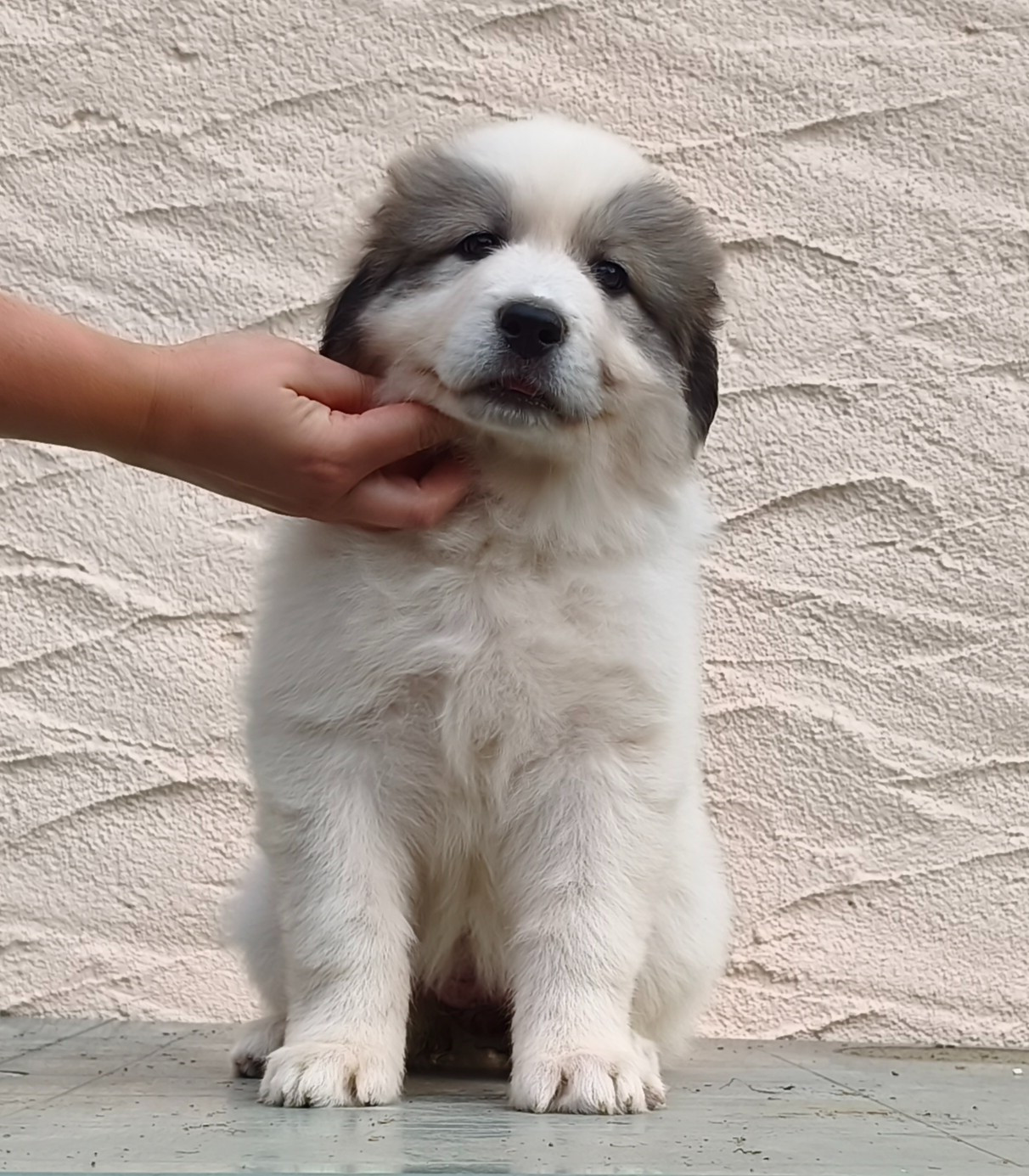 De L’Echo Des Vosges Pattes - Chiots disponibles - Chien de Montagne des Pyrenees