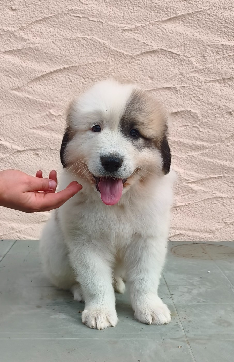 De L’Echo Des Vosges Pattes - Chiots disponibles - Chien de Montagne des Pyrenees