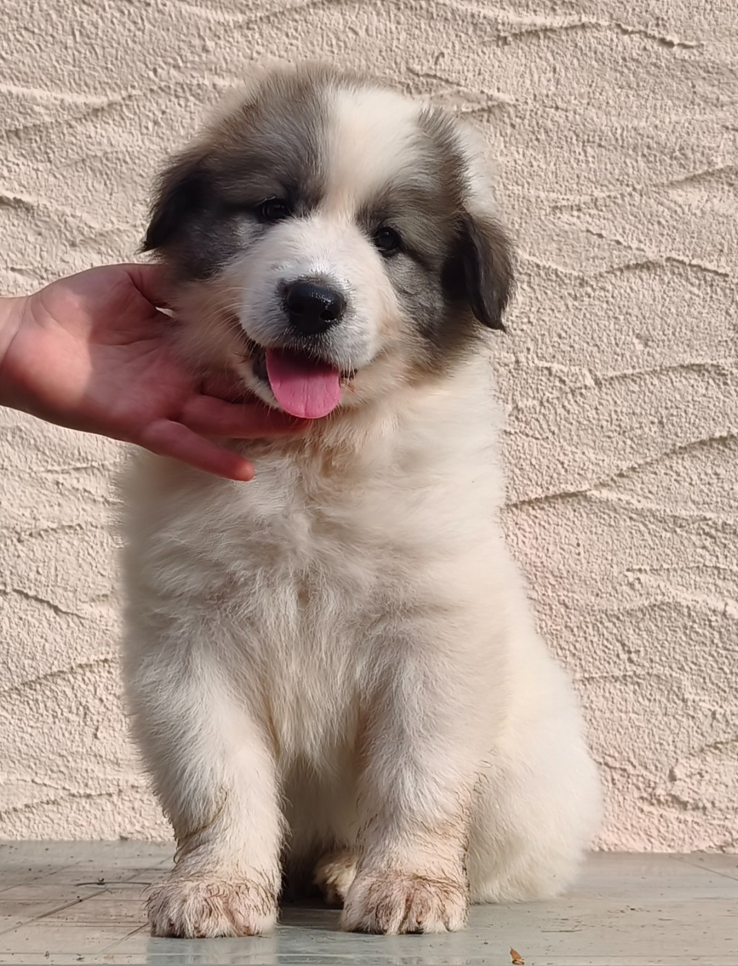 De L’Echo Des Vosges Pattes - Chiots disponibles - Chien de Montagne des Pyrenees