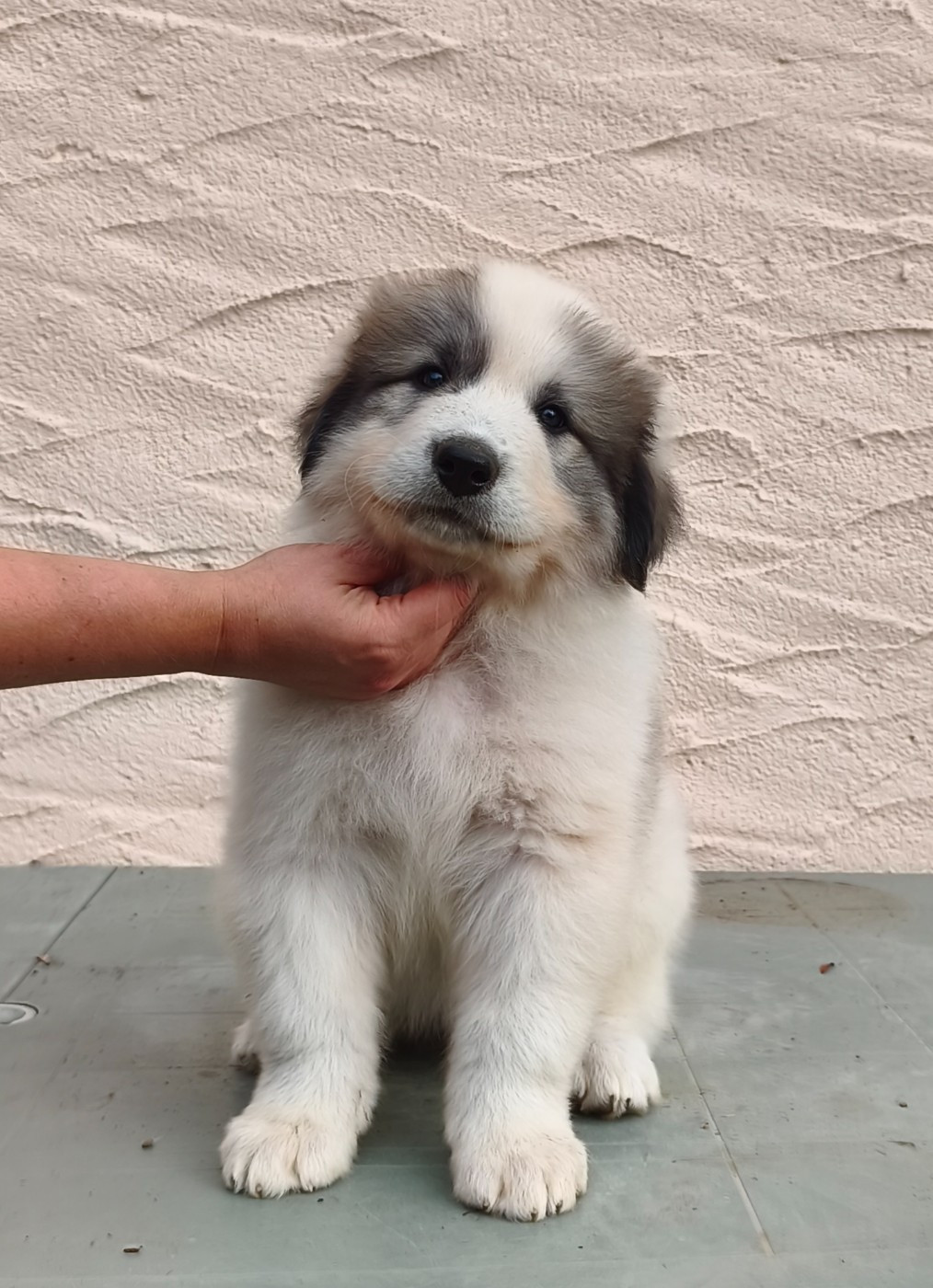 De L’Echo Des Vosges Pattes - Chiots disponibles - Chien de Montagne des Pyrenees