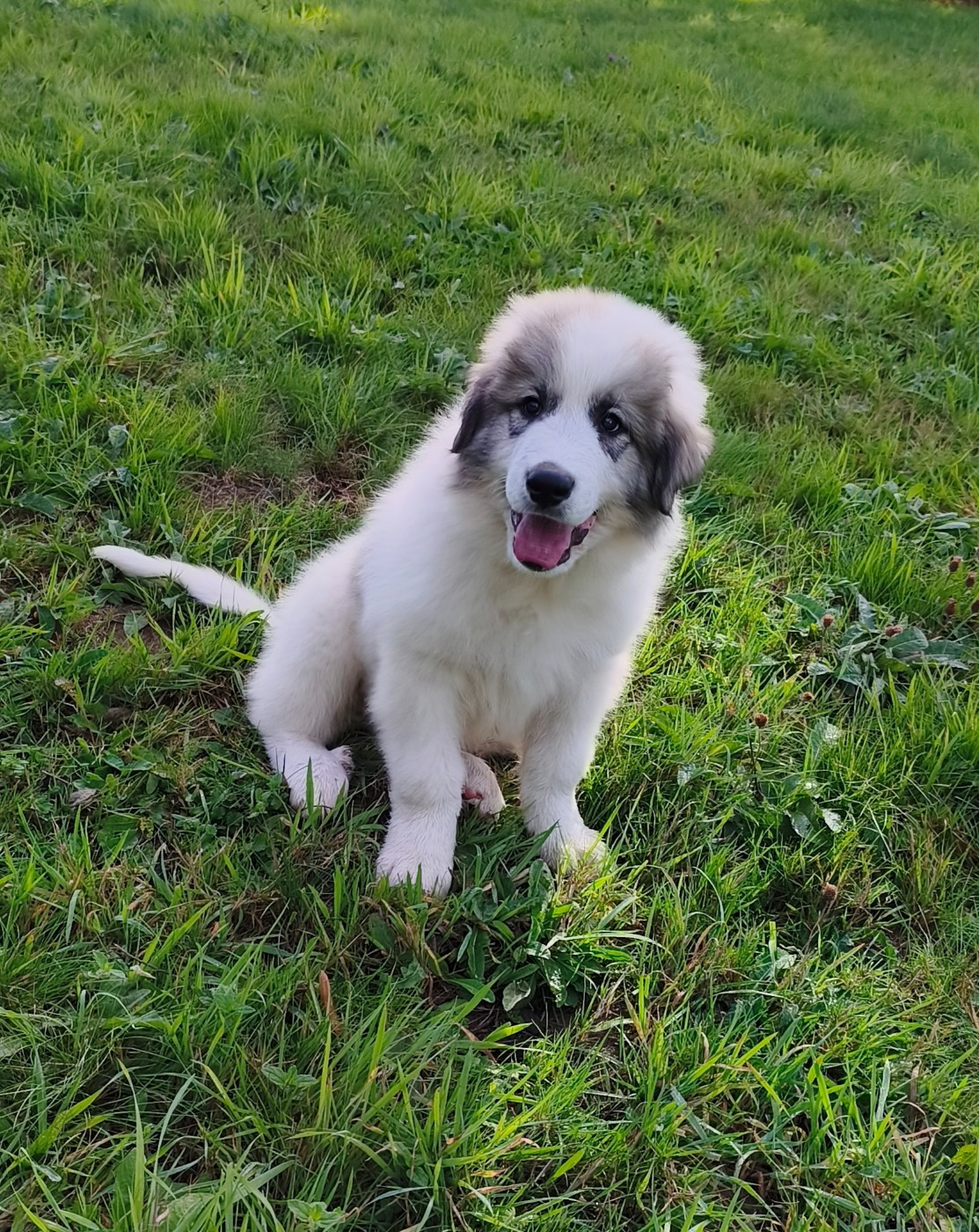 De L’Echo Des Vosges Pattes - Chiots disponibles - Chien de Montagne des Pyrenees