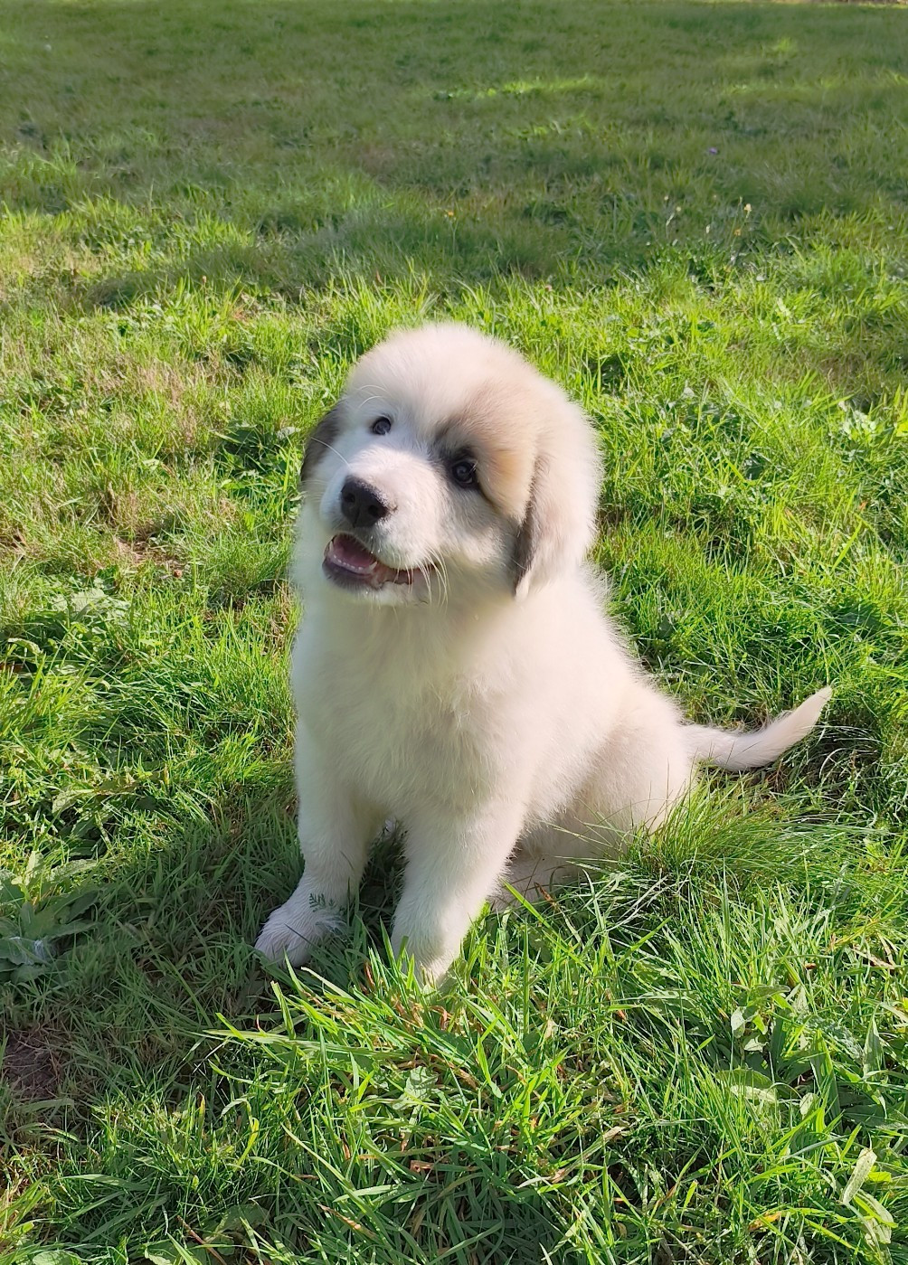 De L’Echo Des Vosges Pattes - Chiots disponibles - Chien de Montagne des Pyrenees