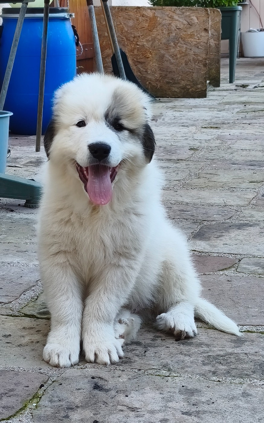 De L’Echo Des Vosges Pattes - Chiots disponibles - Chien de Montagne des Pyrenees