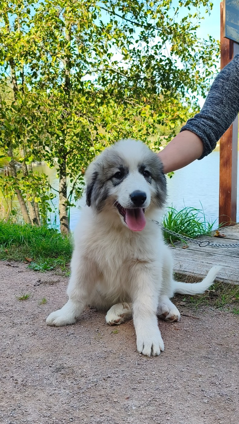 De L’Echo Des Vosges Pattes - Chiots disponibles - Chien de Montagne des Pyrenees