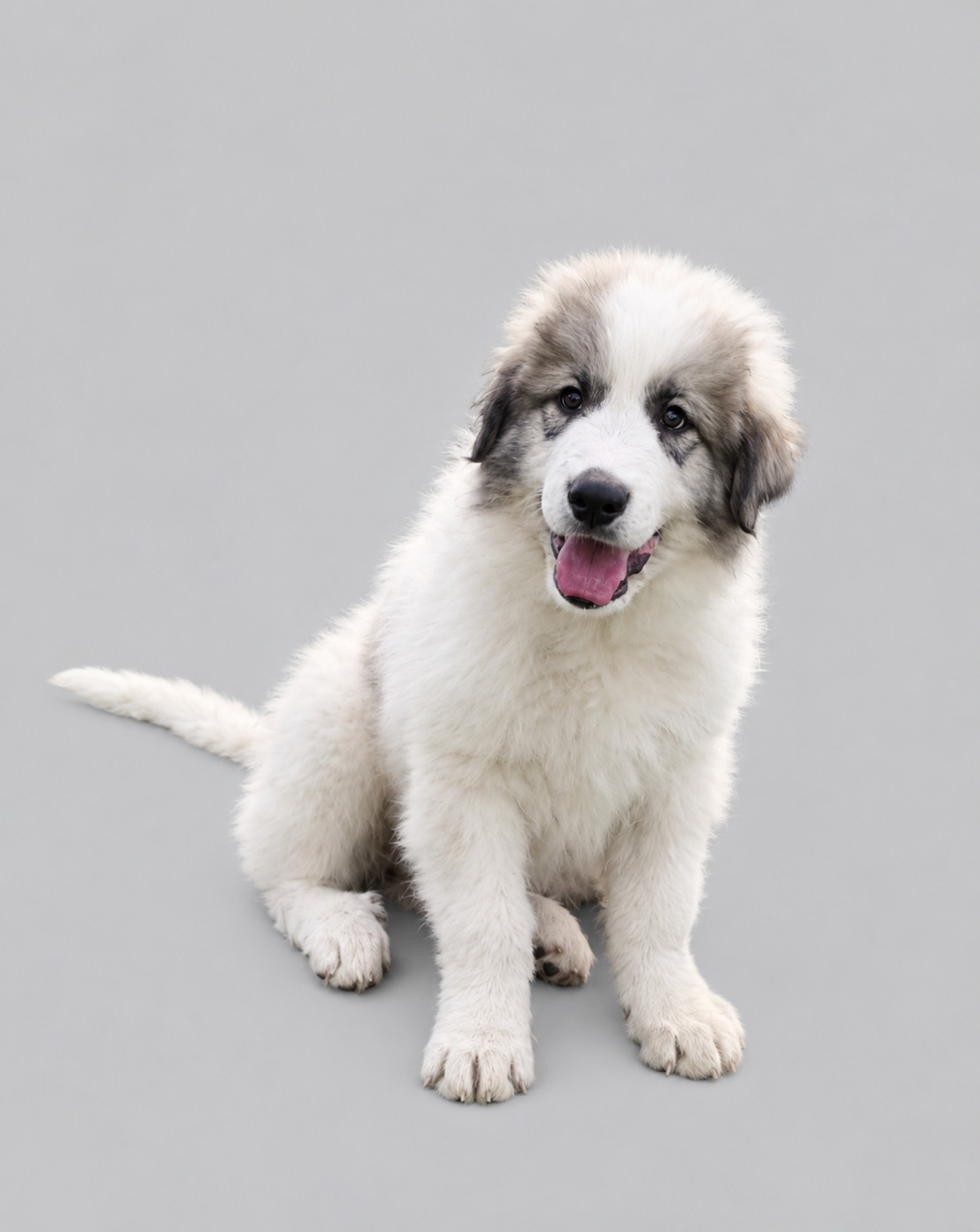 De L’Echo Des Vosges Pattes - Chiots disponibles - Chien de Montagne des Pyrenees