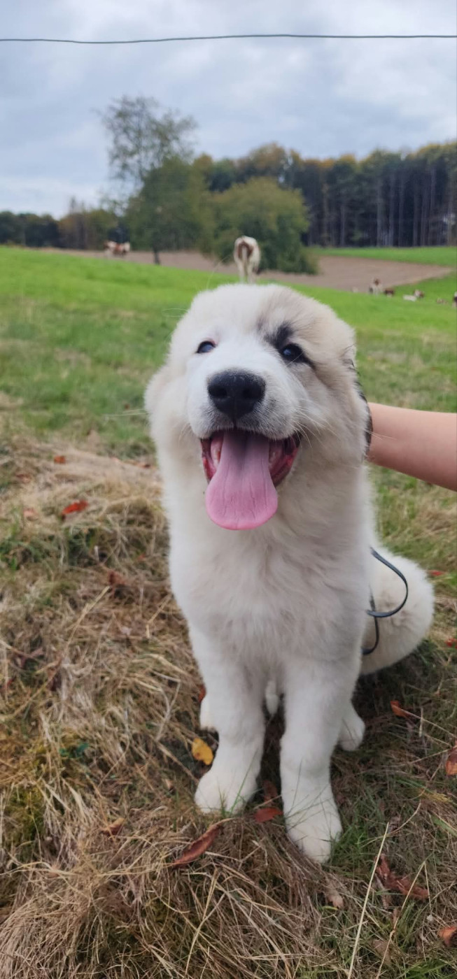 De L’Echo Des Vosges Pattes - Chiots disponibles - Chien de Montagne des Pyrenees