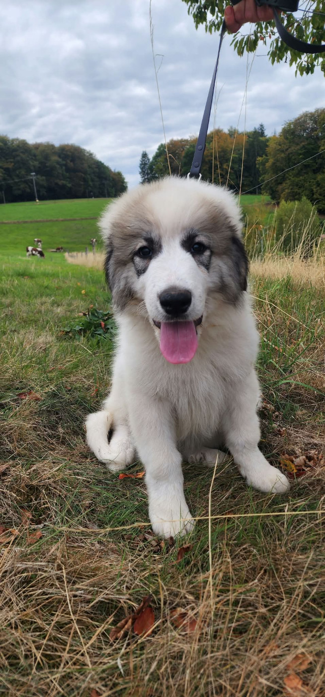 De L’Echo Des Vosges Pattes - Chiots disponibles - Chien de Montagne des Pyrenees