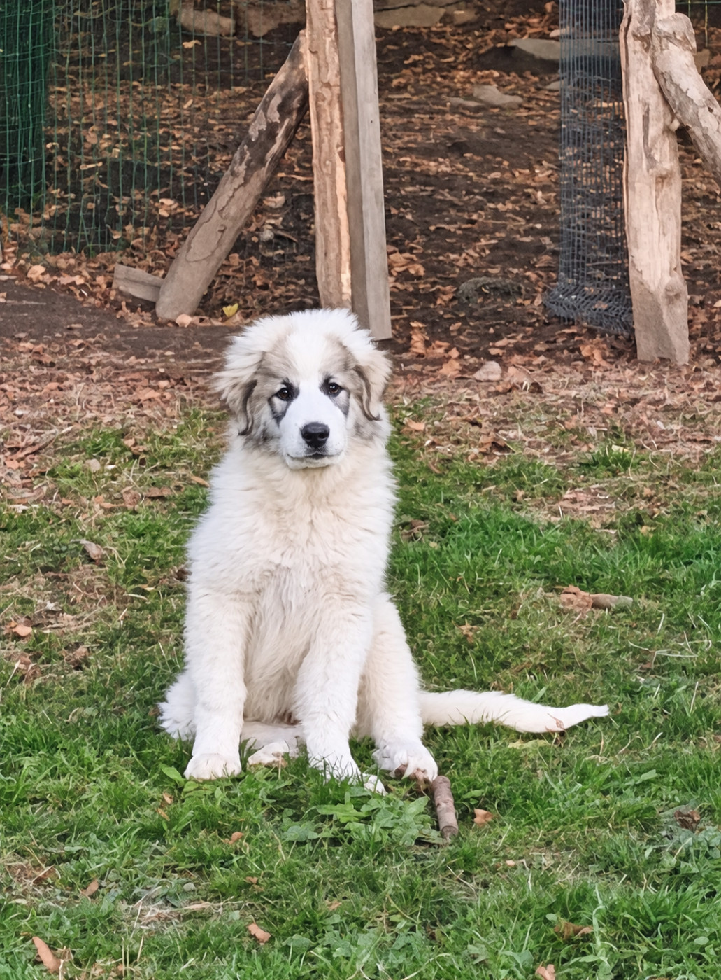 De L’Echo Des Vosges Pattes - Chiots disponibles - Chien de Montagne des Pyrenees