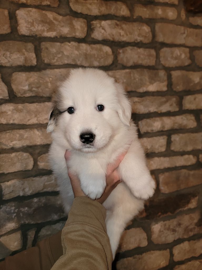 De L’Echo Des Vosges Pattes - Chiots disponibles - Chien de Montagne des Pyrenees
