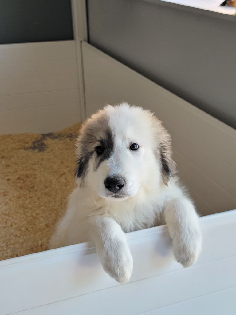 De L’Echo Des Vosges Pattes - Chiots disponibles - Chien de Montagne des Pyrenees