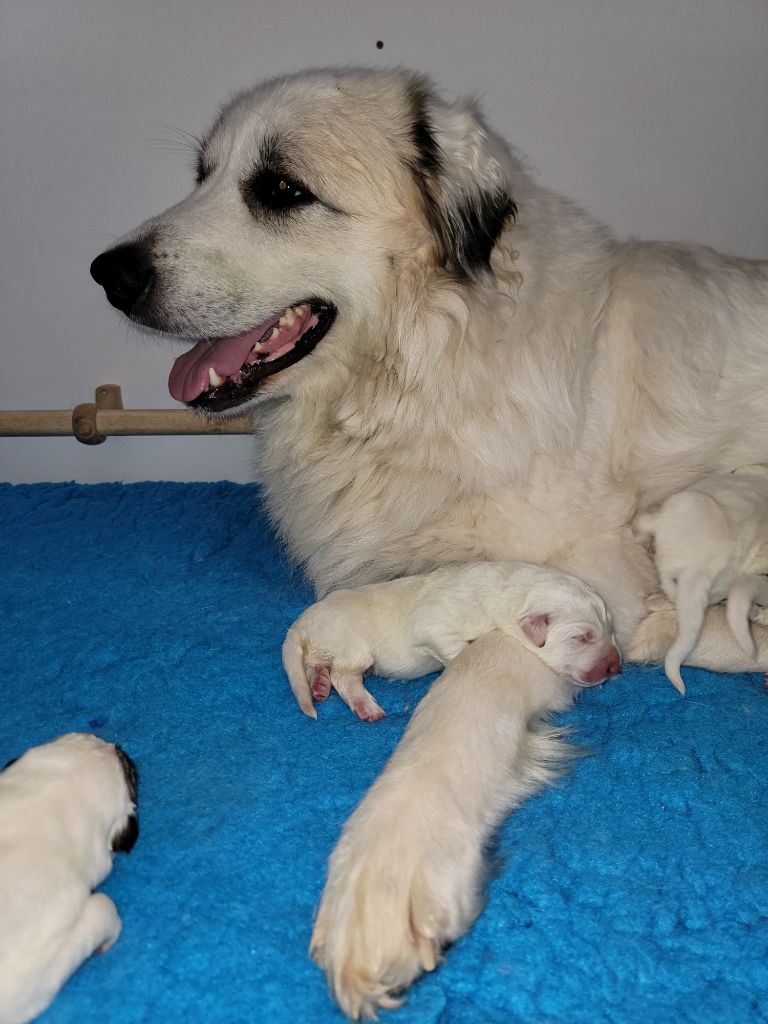 De L’Echo Des Vosges Pattes - Chiots disponibles - Chien de Montagne des Pyrenees