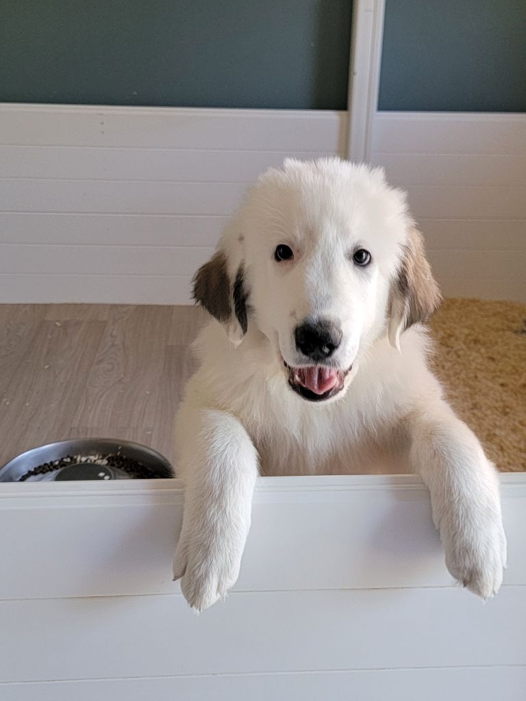 De L’Echo Des Vosges Pattes - Chiots disponibles - Chien de Montagne des Pyrenees