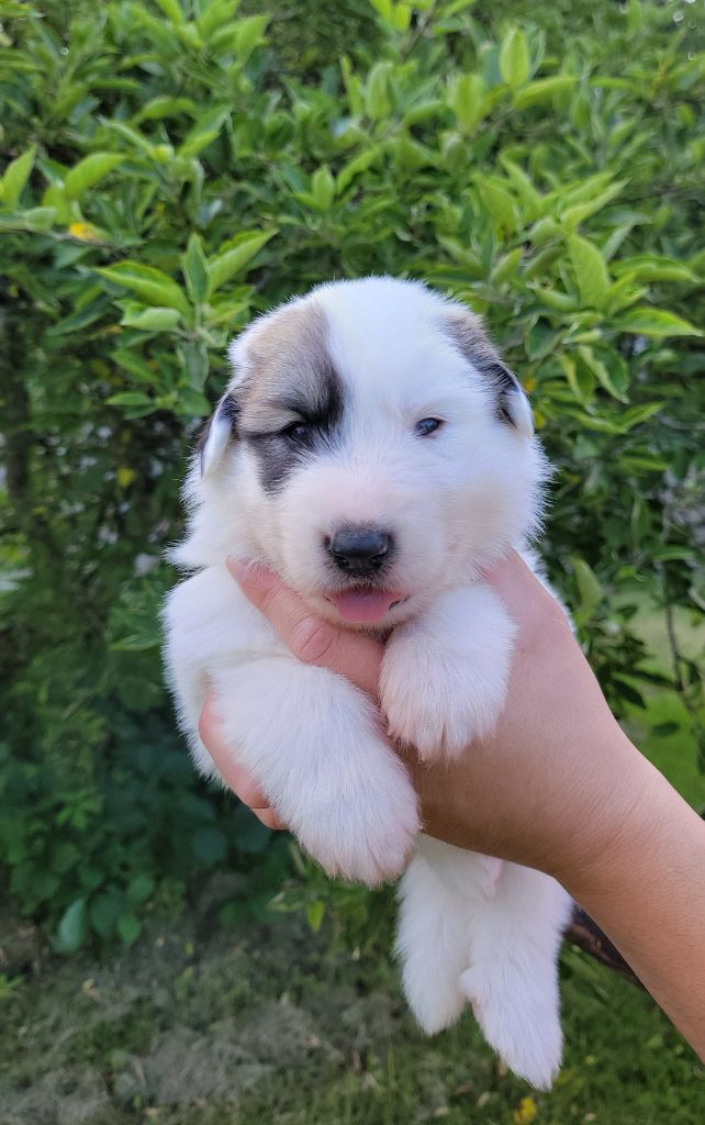 De L’Echo Des Vosges Pattes - Chiots disponibles - Chien de Montagne des Pyrenees