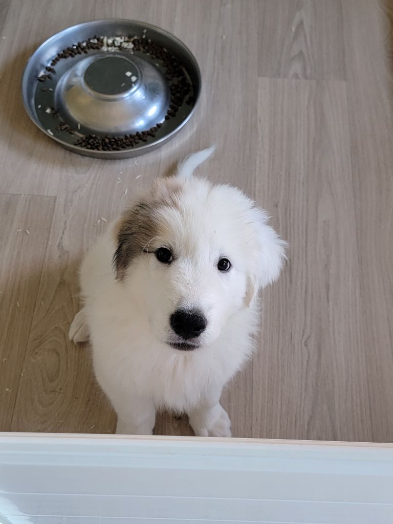 De L’Echo Des Vosges Pattes - Chiots disponibles - Chien de Montagne des Pyrenees