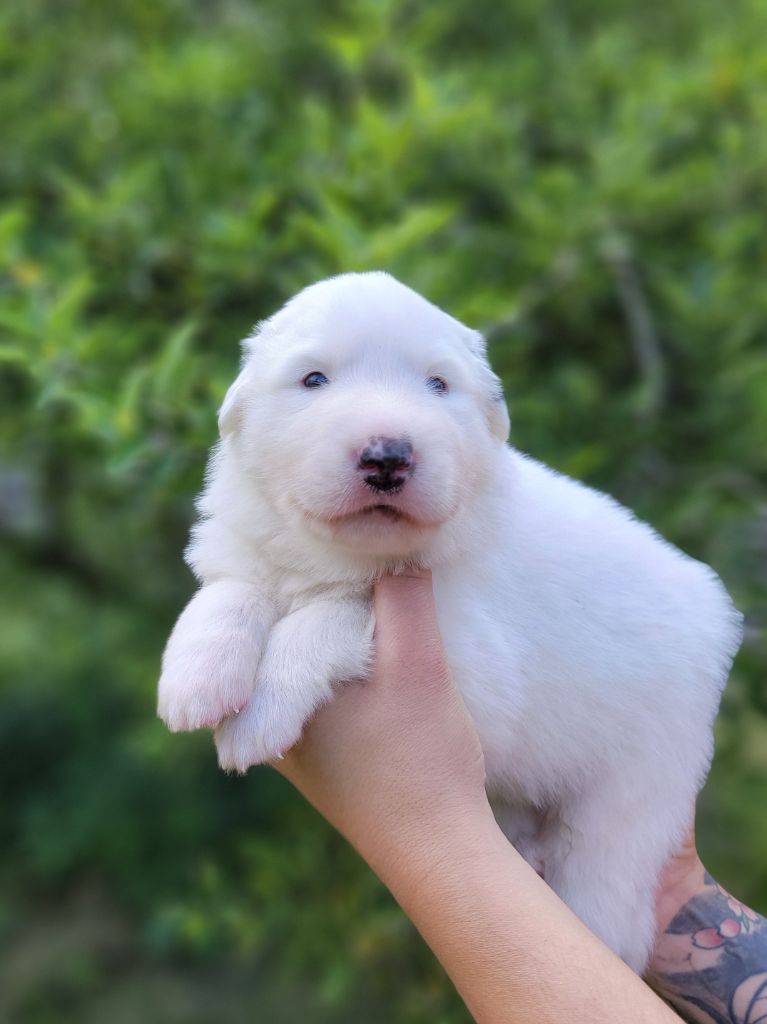 De L’Echo Des Vosges Pattes - Chiots disponibles - Chien de Montagne des Pyrenees