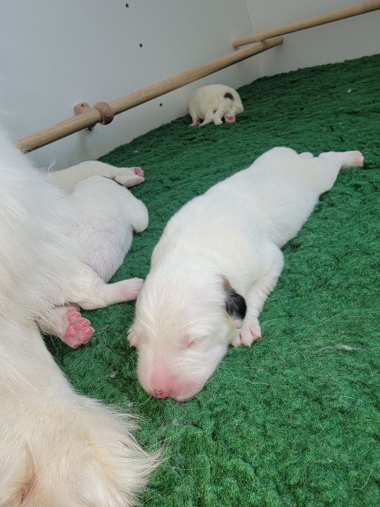 De L’Echo Des Vosges Pattes - Chiots disponibles - Chien de Montagne des Pyrenees